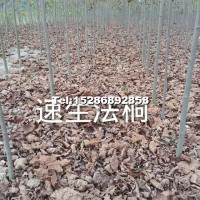 速生法桐