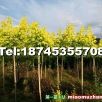 金葉復(fù)葉槭