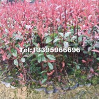 紅葉石楠大量地被苗