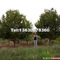 15公分八棱海棠.