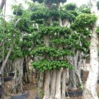 小葉榕樁景