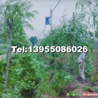 美國(guó)速生垂柳