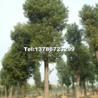 移栽骨架香樟樹