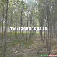 大規(guī)格白蠟樹(shù)