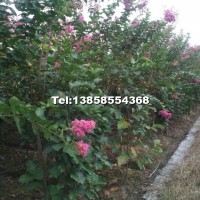 新品種玫紅紫薇