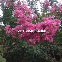 新品種玫紅紫薇