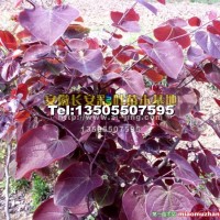 紫葉加拿大紫荊