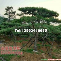 造型黑松胸徑18公分