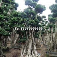 提根多桿吊根造型榕樹樁頭/小葉榕造景樁頭