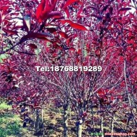 高接紫葉矮櫻