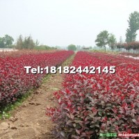 營(yíng)養(yǎng)缽紫葉矮櫻