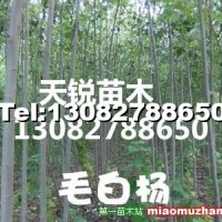 毛白楊