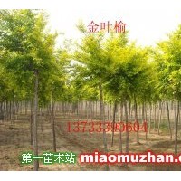 營(yíng)養(yǎng)缽金葉榆