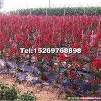 美國紅火球紫薇