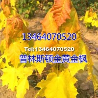 普林斯頓黃金楓