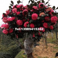 油茶樹嫁接茶花