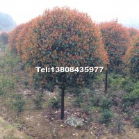 高桿紅葉石楠樹(shù)