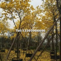 黃花風(fēng)鈴木