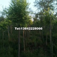 金葉榆（嫁接）