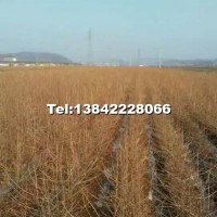 日本落葉松（兩年移植）