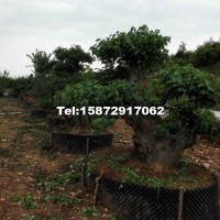 對節(jié)白蠟盆景