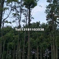 厚樸6-7-8-10-12-15-20公分