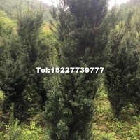 曼地亞紅豆杉樹(shù)