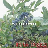 藍(lán)靛果苗 蓓蕾苗