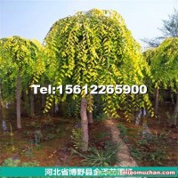 保定金葉垂榆
