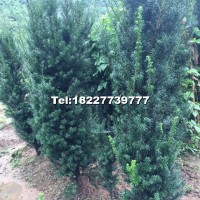 曼地亞紅豆杉樹(shù)