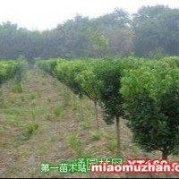 獨(dú)桿黃楊球