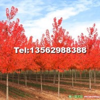 美國紅點(diǎn)紅楓