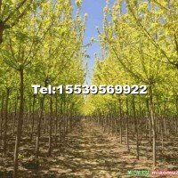 十公分金葉復葉槭