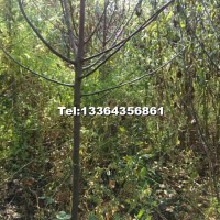 光輝海堂高2米以上