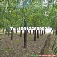 河北省保定市旱柳