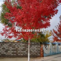 美國紅點(diǎn)紅楓