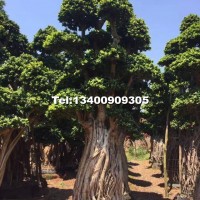 造型小葉榕榕樹樁頭