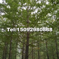 專供25公分銀杏樹