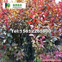 河北太陽(yáng)李