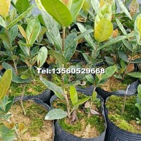 七斤袋新奇士龍船花