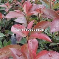 北方紅葉石楠扦插苗