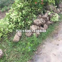 紅葉石楠小毛球