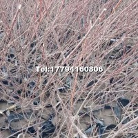 紅柳營養(yǎng)杯苗