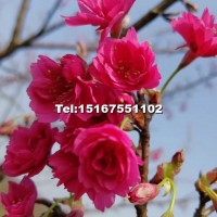 臺(tái)灣牡丹櫻