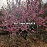 地徑4-8公分榆葉梅北京大苗圃基地購樹木市排價(jià)