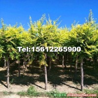保定7公分金葉榆