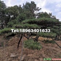 造型油松、黑松