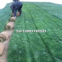 草坪北京大苗圃基地購樹木市排價