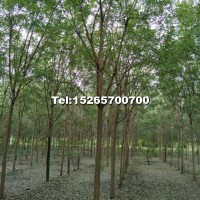 5-10公分國(guó)槐