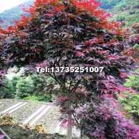 紅楓 中國紅楓 日本紅楓